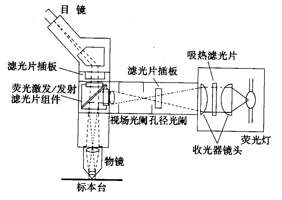 熒光顯微鏡原理圖，激發(fā)濾板和壓制濾色系統(tǒng)
